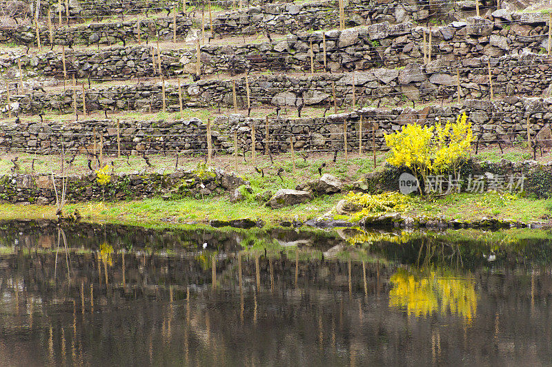 葡萄园在梯田反映，早春，Ribeira Sacra，加利西亚，西班牙。